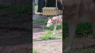#Wolfdog #clc#fypyoutube