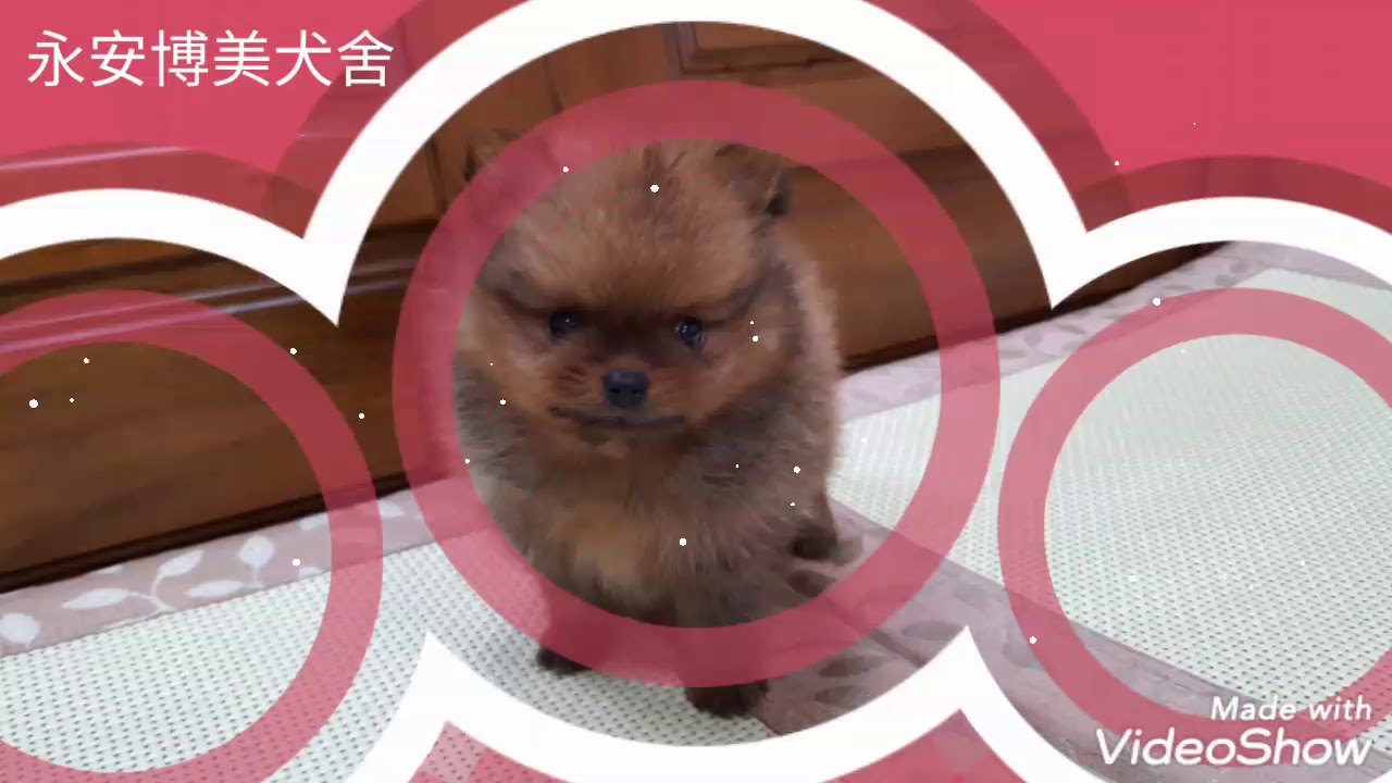 永安博美犬舍 Youtube 永安博美犬舍 Youtube