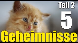 Weitere 5 Geheimnisse über rote Katzen. Diese Katze vergleichbar mit Garfield. Tolle Katzenvideos.