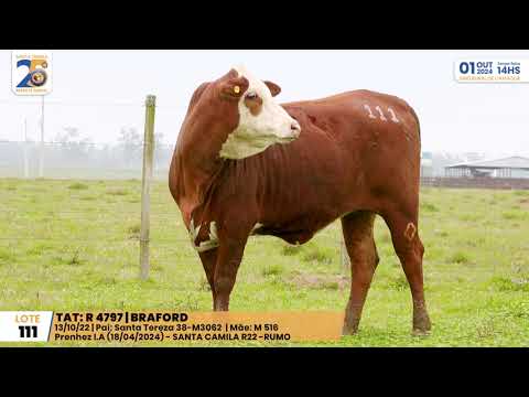 LOTE 111 R4797 BRAFORD Leilão Santa Tereza, 01 de Outubro 2024  Prod: Agência El Campo