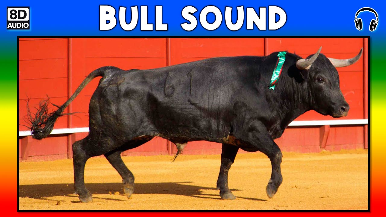 🐂 BULL SOUND BULL SOUND EFFECT SOUND OF BULL NOISE OF BULL YouTube