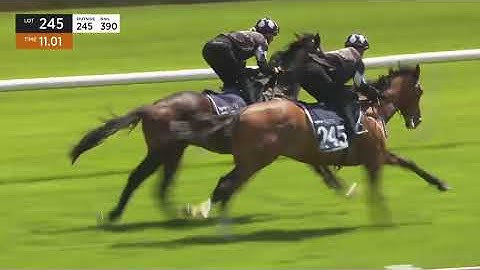 NZB Ready To Run Contributer x Bewildering Colt