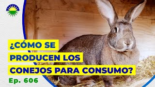 606. ¿Cómo se producen los conejos para consumo?