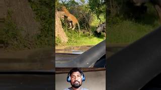 #wildlife #leopard #naturelovers #wildlifephotography #animalplanet #viralvideo