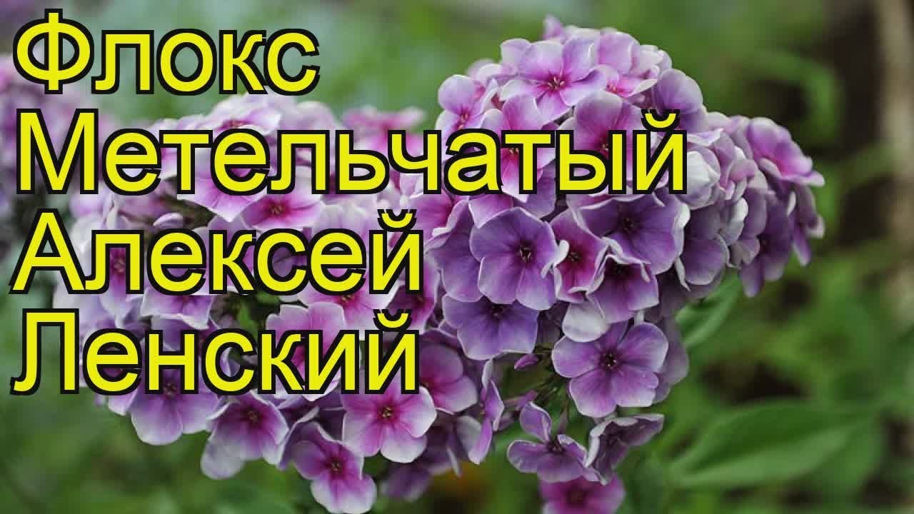 Флокс метельчатый 'Алексей Ленский' (Phlox paniculata 'Alexej Lenskij') - Е.А.Ко