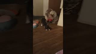 your mom just text you😹 #cute #funny #cat #shorts #trending #pets #kitty #comedy #kitten #jokes