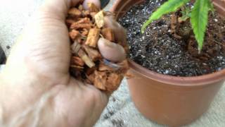 My Slideshow-Mr. P. Transplants Ogkush Krazy Klones