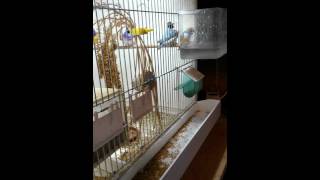 Амадины гульда Chloebia gouldiae Амадины гульда Chloebia gouldiae