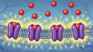     Synaptic Transmission Made Easy