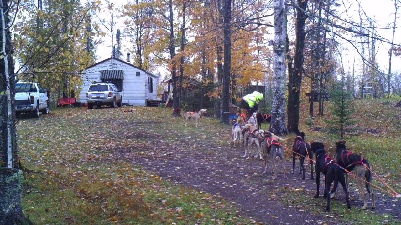 How to Hook Up and Unhook Sled Dogs Time Lapse Dryland Mushing