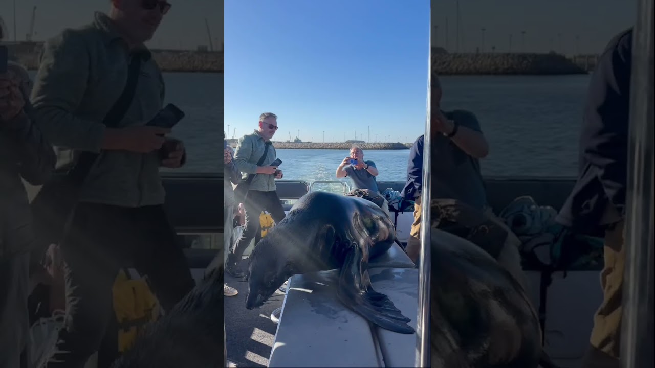 ANIMALS FOUND ON A MOLA MOLA SAFARIS #dolphin #seals #pelicans #whales