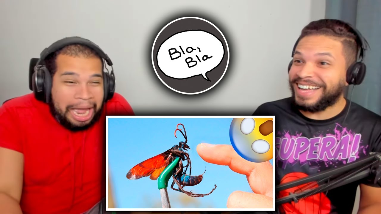 SCORPION vs D'VORAH | As mais dolorosas picadas do mundo! TOP 5 | Fala de Tudo