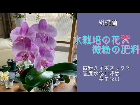 February 26, 2025: [Water Culture] Phalaenopsis Orchid - Cutting
