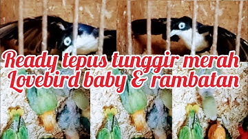 ready burung tepus tunggir merah lovebird baby rambatan nggaruda