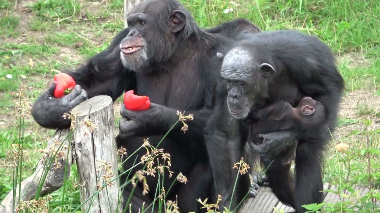 How is Jozi the chimpanzee doing with her 2 month old son Akili?