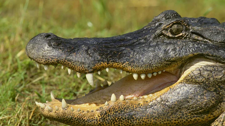 DEADLY Crocodile Attacks I Crocodile attacks unsuspecting cheetah cub I Crocodile Catches Cheetah