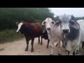 How to speak to Cows
