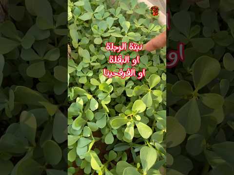 نبتة الرجلة كثافة انبات من بذور النبتة السابقة  الزراعة المنزلية زراعة الاسطح الرجلة