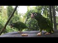 Au bord du gouffre sauver le perroquet portoricain