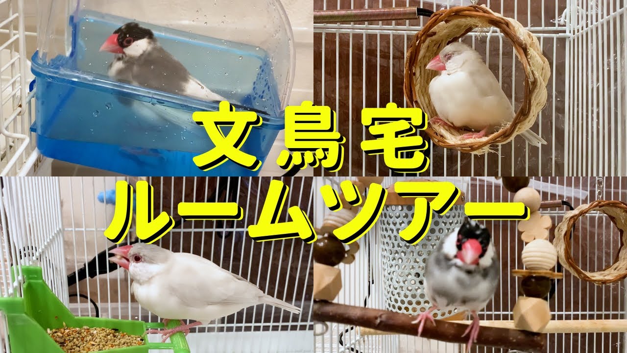 文鳥ルームツアー】ケージで過ごす文鳥の自然な仕草や日常をのぞいて