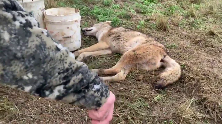 Interactive Predator Trapping Week Pt. 7 - The Management Advantage