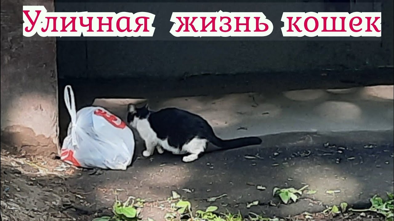 Жизнь без кошек