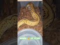WARNING ⚠️ LIVE FEEDING #warning #live #feed #feeding #livefeed #ballpython #reptiles #wildlife #bp