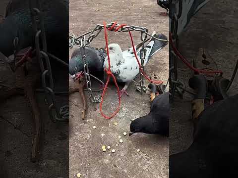 #pigeon #trap