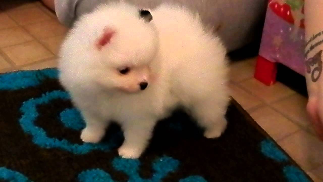 Dash Babys Extreme Tri Parti Piebald Male Pomeranian Puppy YouTube