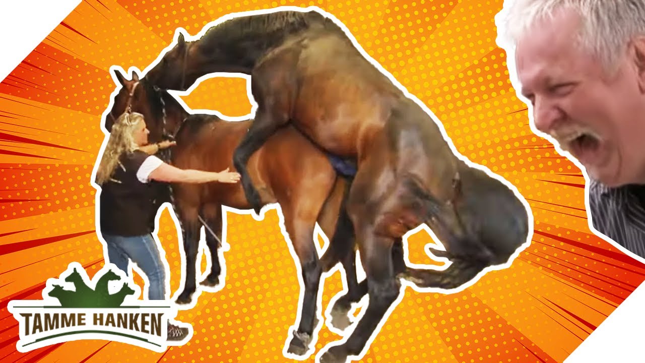 TOP 3 #HorsesGoneWild Clips 🐎🐎🐎 | Tamme Hanken | Kabel Eins