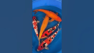 NÔNG TRẠI CÁ KOI NHẬT - #sanke #karashi | size 65-75 cm LH nông trại : 096369.2018