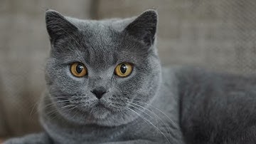 things only kotlc fans will understand