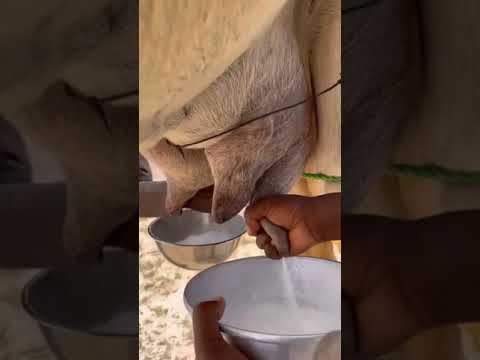 طريقة حلب الناقه