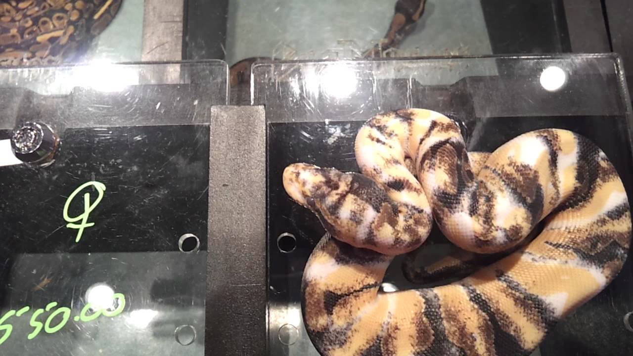 geckos food hamburg reptile expo 06/09/12 P.A