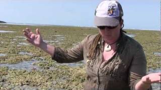 Tides & Islands -- Day 3 -- Tough Corals of the Kimberley