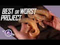Most Challenging Ball Python Project | Egg to Shed | #ballpython #snake #reptiles