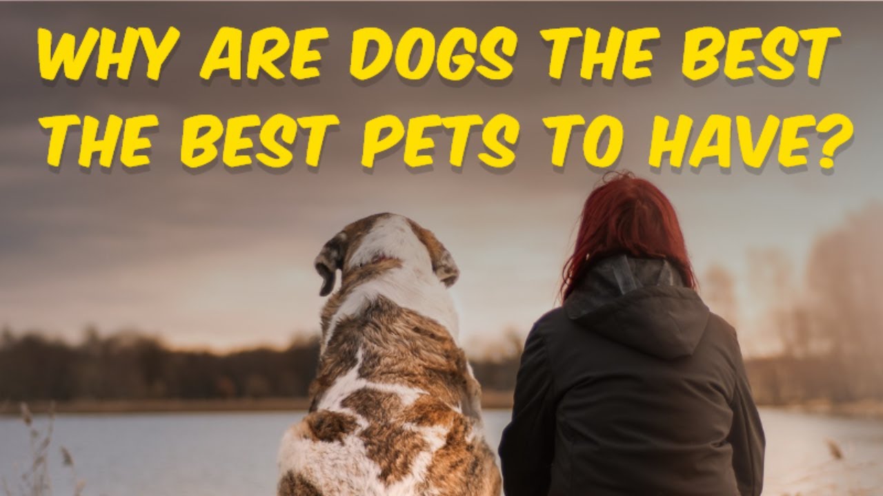 amazingfacts Why are Dogs the best pets to have? viral trending 