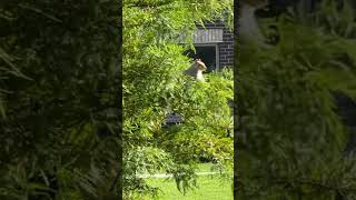 #squirrelwatch. 🐿️