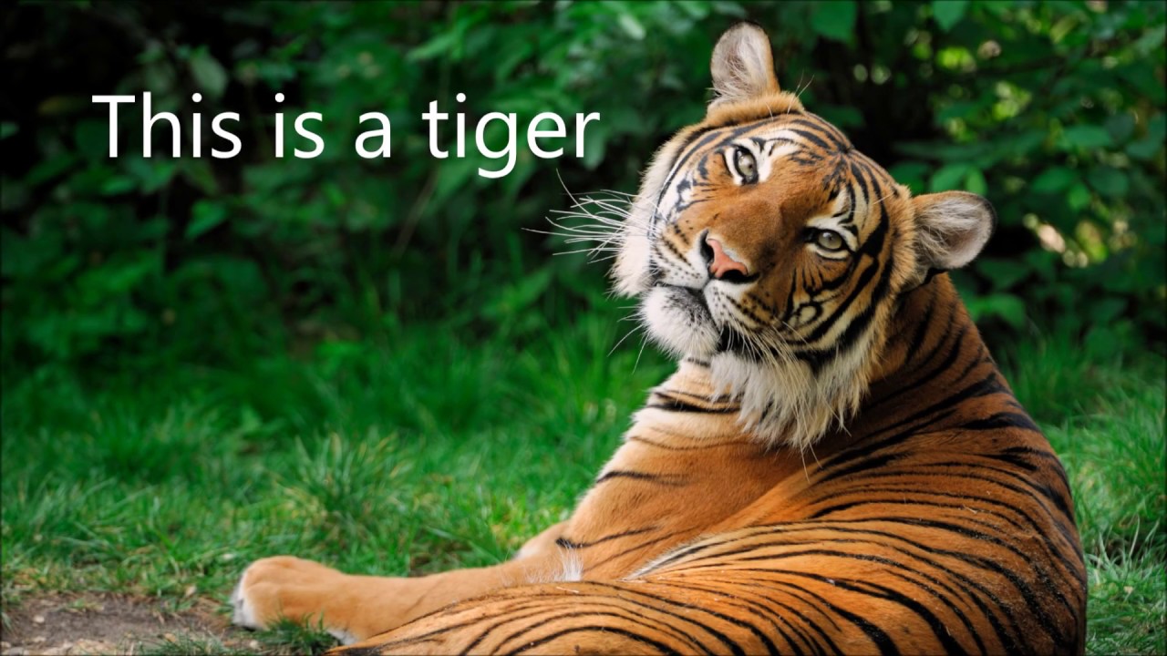 Evolution Of Tennis Balls YouTube