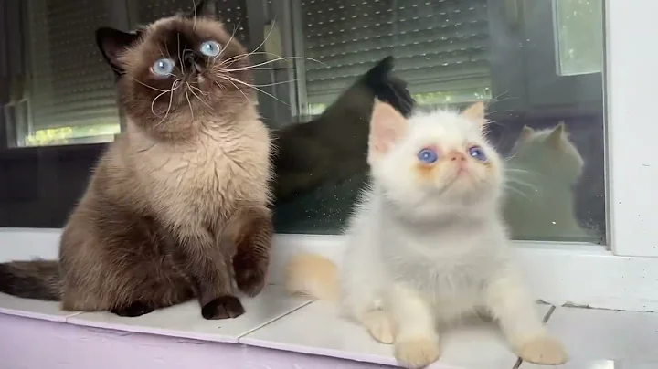 Watch the video about Exotic shorthair’s colorpoint #sealpoint #flamepoint