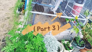 Episod 19 - Part 3, tour reban ayam siap setakat ni.