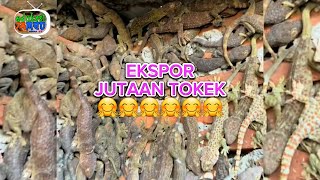 🤣SUKSES DENGAN BISNIS TOKEK 😎