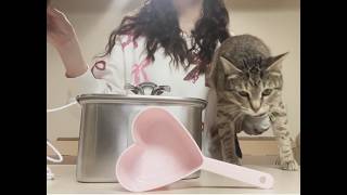 Hydrate the Cat 3 Act Task for grades 3-4