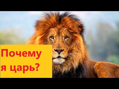 Почему лев - царь зверей? Необычный ответ!