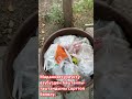 Маданияттуулукту өзүбүздөн баштайлы: таштандыны сорттоп бөлөлү. Чет өлкөлүктөрдөн кембизби?