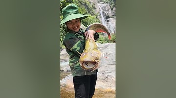 Cá nheo khổng lồ nướng, ngày 15 tháng 11 năm 2025