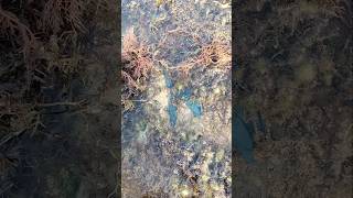 Nakatago Pero Kita Naman