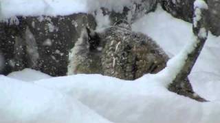 雪を被るアムールトラ ~Tiger in heavy snow