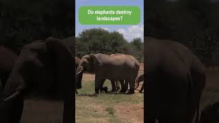 Do Elephants Destroy Landscapes?