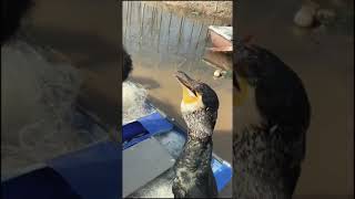 Do you have this kind of animal  cormorant osprey fyp foryou fish